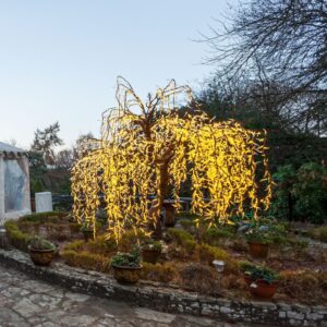 LED Willow Tree
